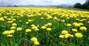 dandelions 580x300