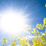 spring field
