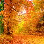 november Trees color
